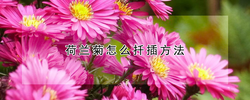 荷兰菊怎么扦插方法（荷兰菊怎么扦插方法视频）