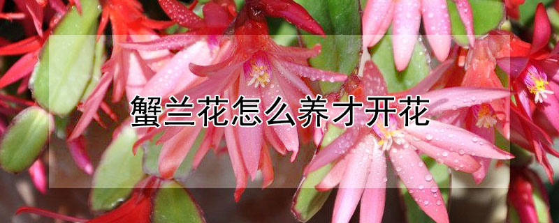 蟹兰花怎么养才开花 蟹爪兰怎么养才能开花