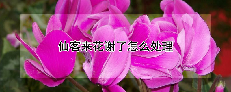 仙客来花谢了怎么处理（仙客来开完了花怎么处理）