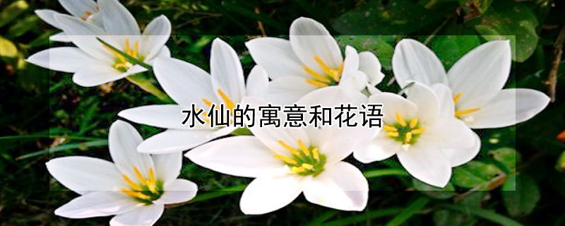 水仙的寓意和花语 水仙花语和象征意义