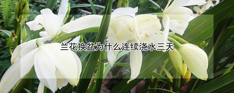 兰花换盆为什么连续浇水三天（刚换盆的兰花几天浇一次水）