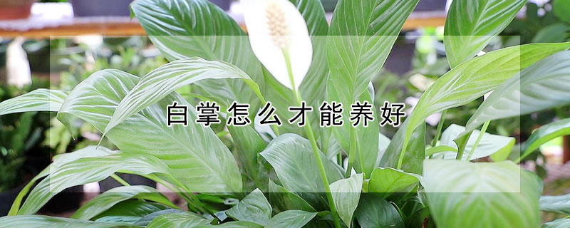 白掌怎么才能养好（白掌如何养好）