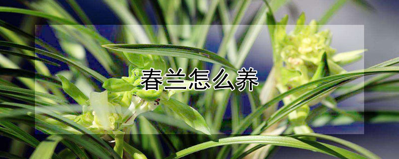春兰怎么养(春兰怎么养殖方法与技巧)