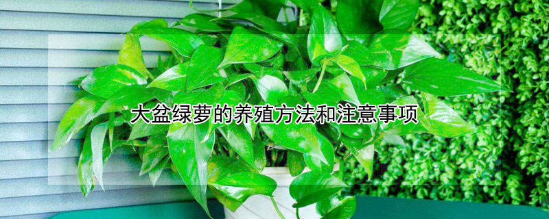 大盆绿萝的养殖方法和注意事项（大绿萝的养殖方法和注意事项有哪些）