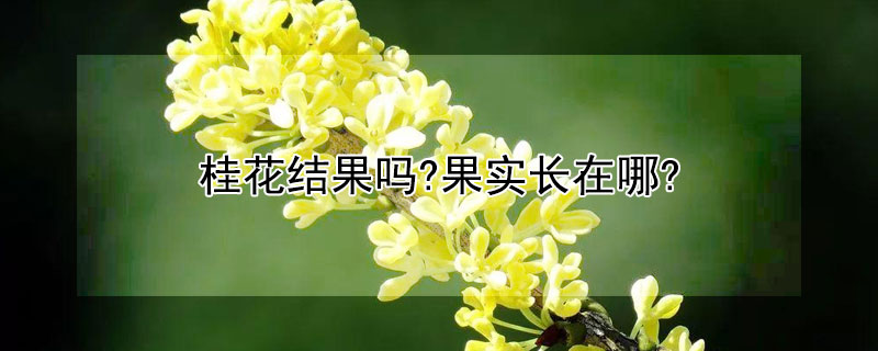 桂花结果吗?果实长在哪? 桂花结果吗果实长在哪