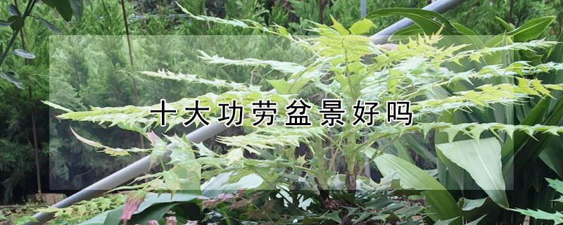 十大功劳盆景好吗 植物十大功劳盆景图片