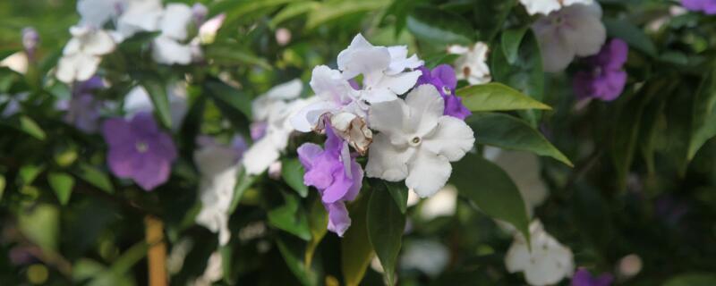 鸳鸯茉莉的花语（鸳鸯茉莉的花语是什么）