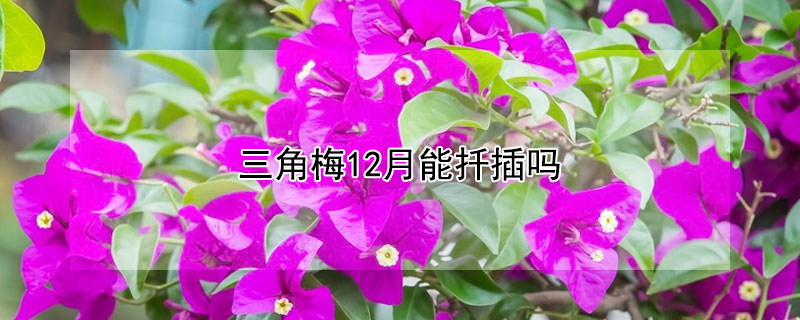 三角梅12月能扦插吗（三角梅十月份可以插扦吗）