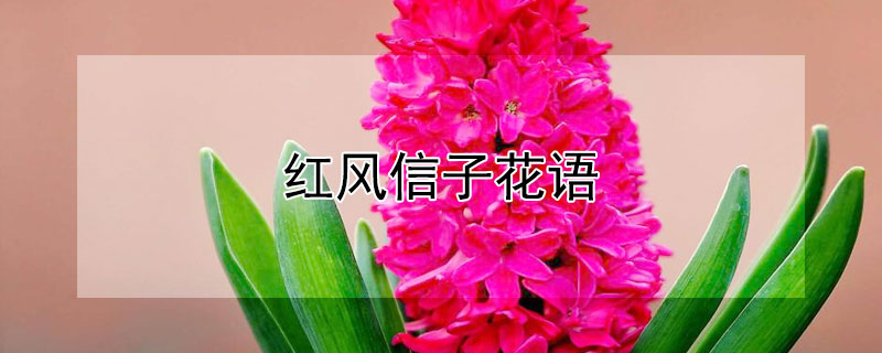 红风信子花语 风信子红色花语