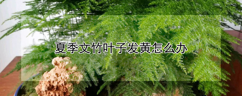 夏季文竹叶子发黄怎么办（夏季文竹叶子发黄怎么挽救）