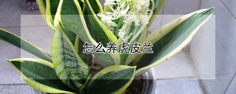 怎么养虎皮兰 怎么养虎皮兰才能开花