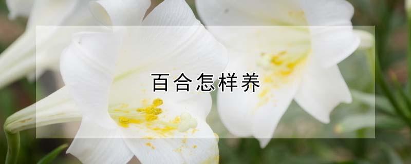 百合怎样养 多肉莉莉百合怎样养