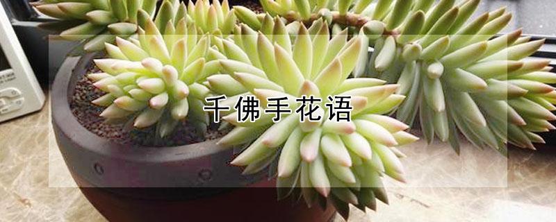 千佛手花语 千佛手花语和寓意