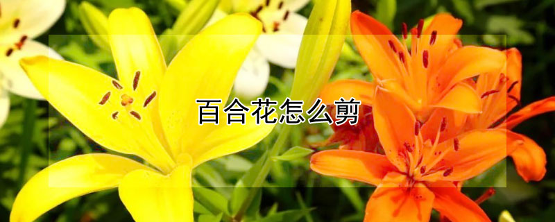 百合花怎么剪 百合花怎么剪下来