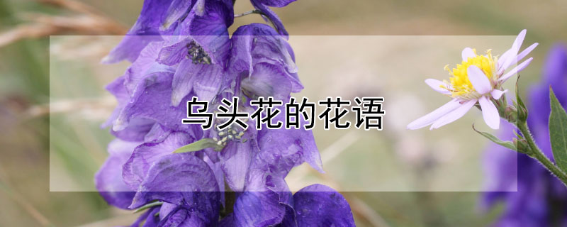 乌头花的花语（乌头花的花语是什么?）