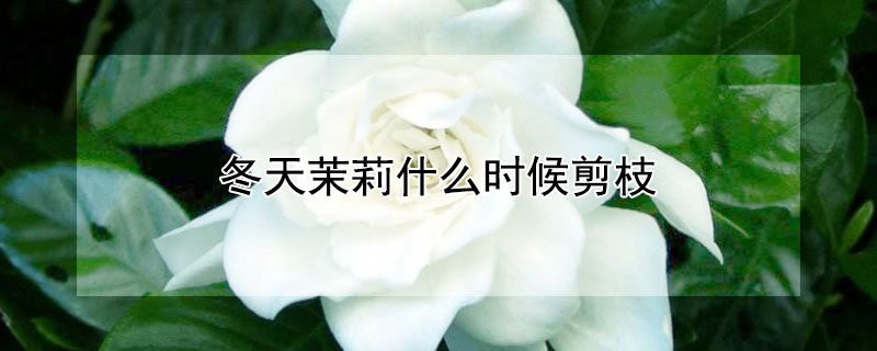 冬天茉莉什么时候剪枝 茉莉冬天剪枝什么时候发芽