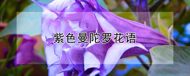 紫色曼陀罗花语 紫色曼陀罗花花语是什么