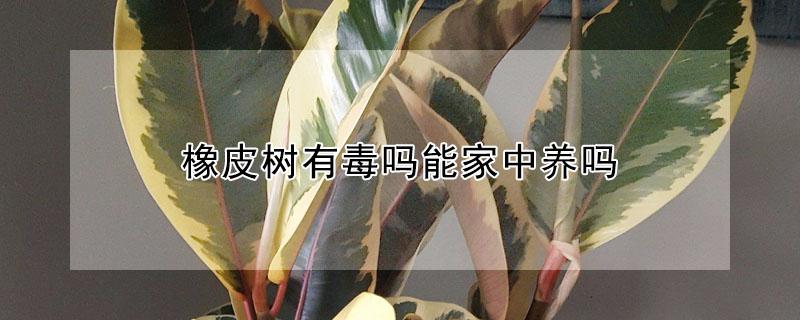 橡皮树有毒吗能家中养吗（橡皮树在家养好不好有毒吗）