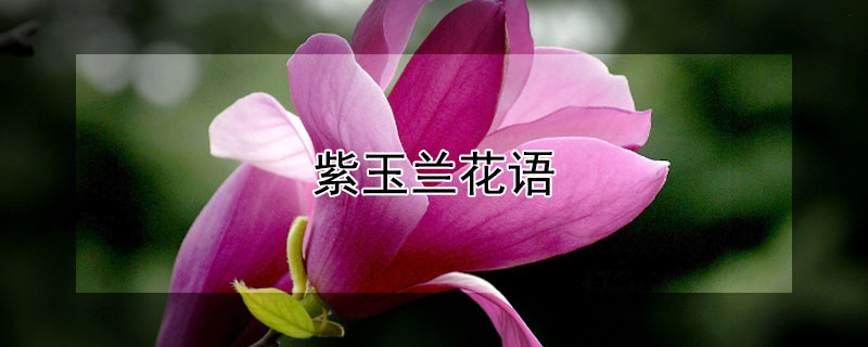 紫玉兰花语(紫玉兰花语精神寓意)