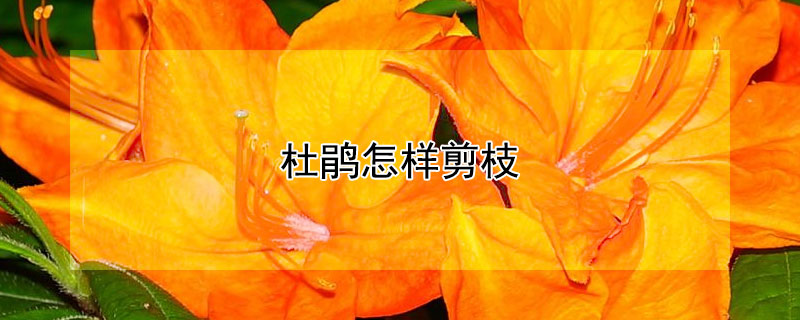 杜鹃怎样剪枝 杜鹃怎么修剪花枝