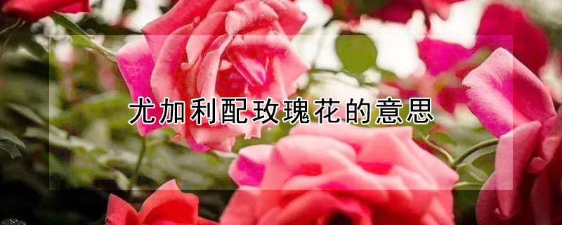 尤加利配玫瑰花的意思 尤加利配香槟玫瑰的意思