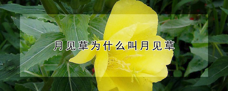 月见草为什么叫月见草 月见草是干嘛的
