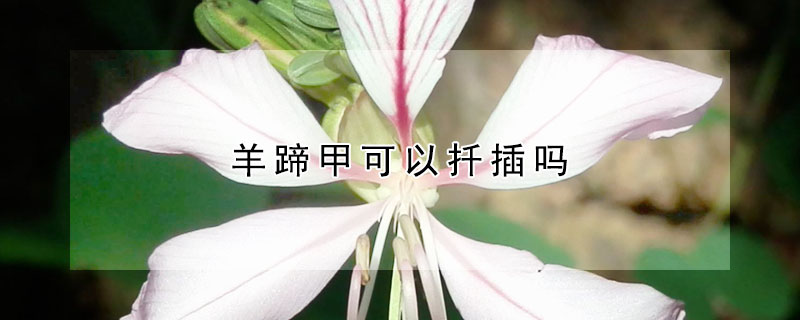 羊蹄甲可以扦插吗（羊蹄甲可以嫁接什么）