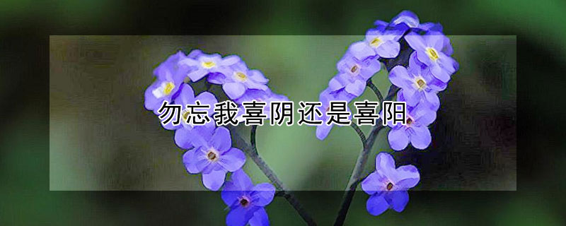 勿忘我喜阴还是喜阳（勿忘我喜阴吗）