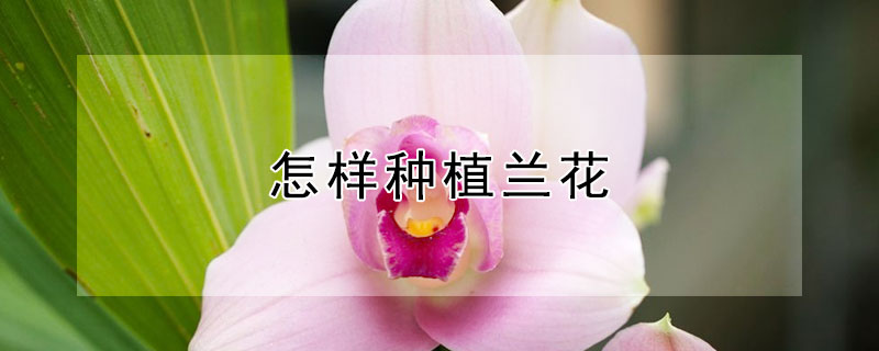 怎样种植兰花(怎样种植兰花才能开出很多花)