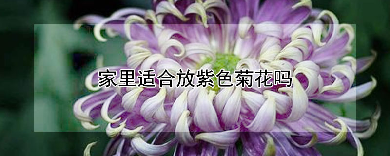 家里适合放紫色菊花吗（家里放紫色菊花好不好）