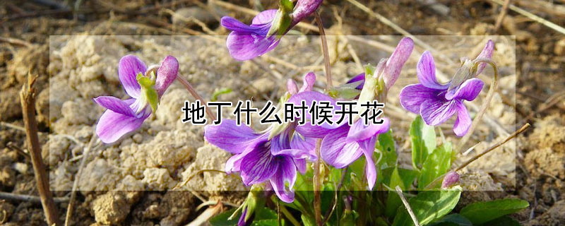 地丁什么时候开花 地丁一年开几次花