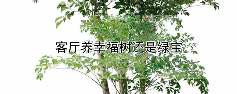 客厅养幸福树还是绿宝 家里养绿宝树和幸福树哪个好