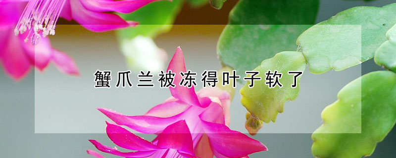 蟹爪兰被冻得叶子软了 蟹爪兰叶子变干了