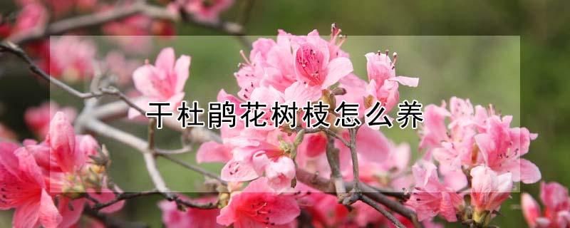 干杜鹃花树枝怎么养（盆栽的杜鹃花枝叶干了咋养）