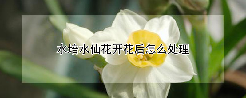 水培水仙花开花后怎么处理(水培水仙开完花后怎么处理方法)