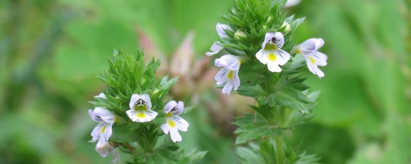 小米花的花语（小米花的花语是什么）