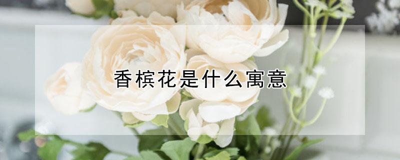 香槟花是什么寓意 香槟花代表什么象征意义