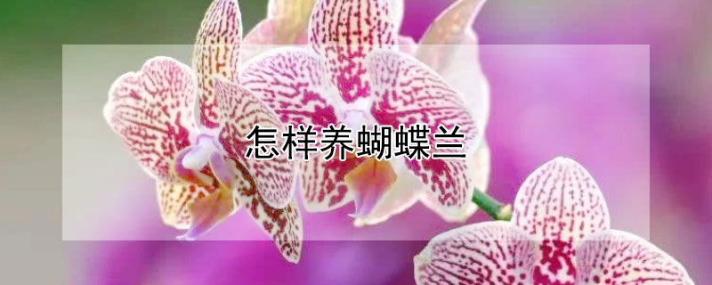 怎样养蝴蝶兰 怎样养蝴蝶兰才能开花