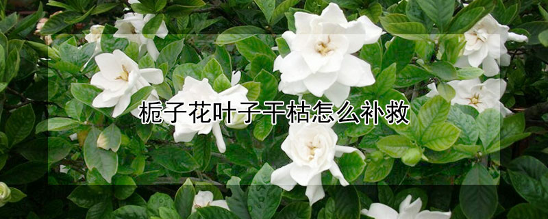 栀子花叶子干枯怎么补救 栀子花叶干叶枯要怎么救治