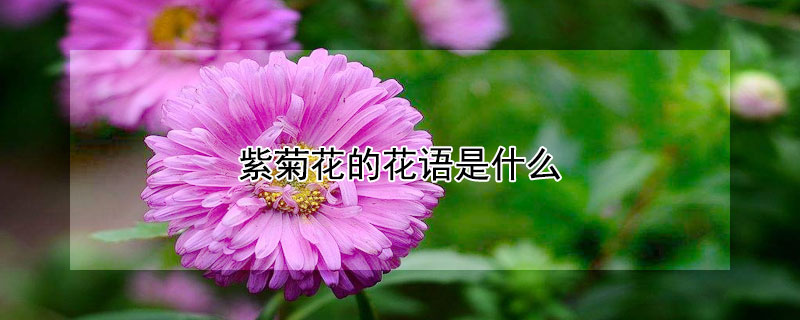 紫菊花的花语是什么（紫菊花的花语和象征）