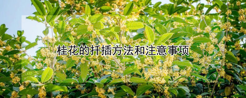 桂花的扦插方法和注意事项（桂花扦插技巧）