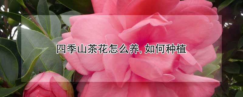 四季山茶花怎么养,如何种植 四季山茶花冬天怎么养,如何种植