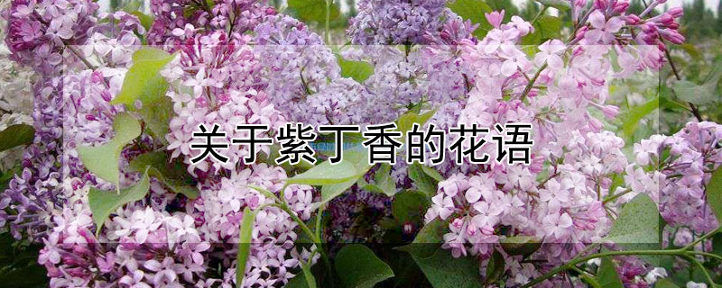 关于紫丁香的花语 紫丁香花的花语与象征