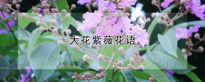 大花紫薇花语（紫薇花花花语）