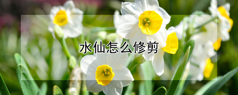 水仙怎么修剪 水仙怎么修剪烂根