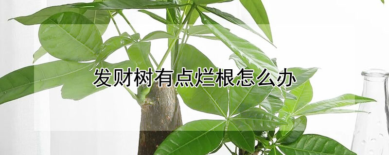 发财树有点烂根怎么办 发财树根部有点烂怎么处理
