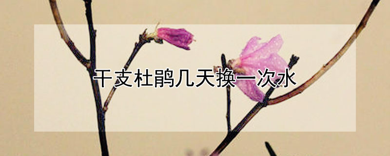 干支杜鹃几天换一次水 干枝杜鹃换水