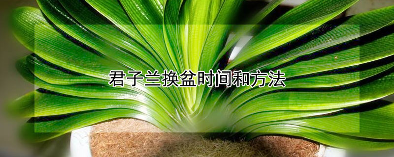 君子兰换盆时间和方法(君子兰换盆方法)