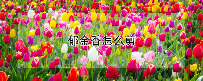 郁金香怎么剪（郁金香怎么剪根）