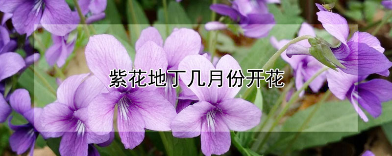 紫花地丁几月份开花（紫花地丁啥时候开花）